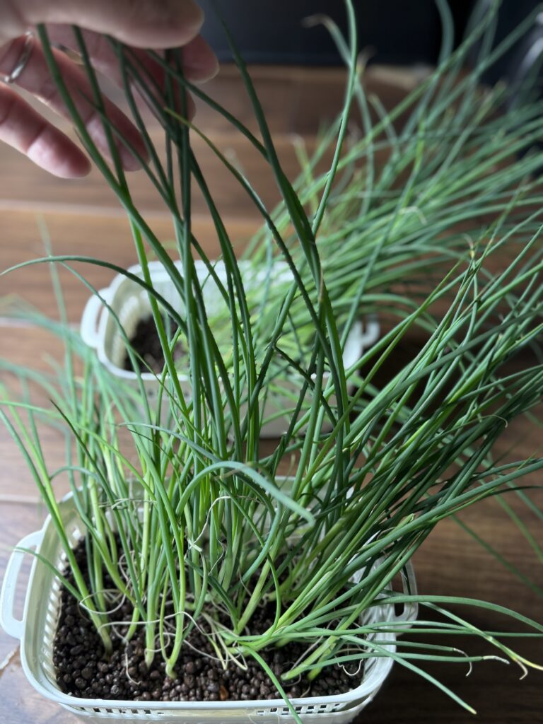 水耕栽培の九条ネギがLEDライトまで成長した様子