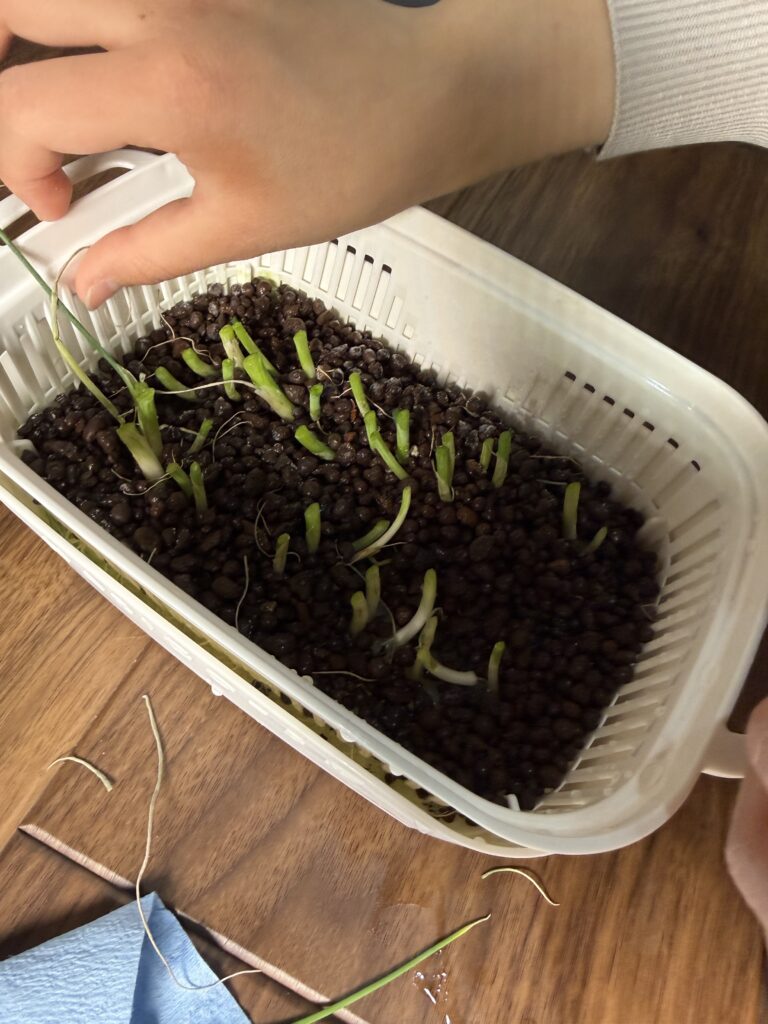 九条ネギの切った直後