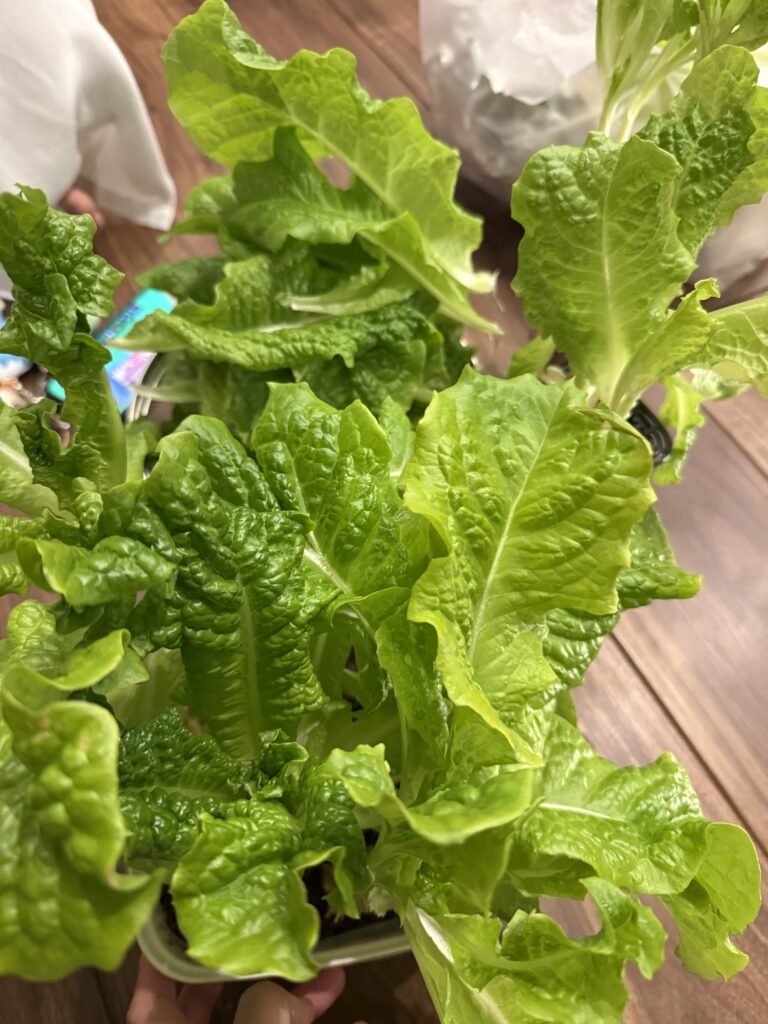 サンチュ収穫している時