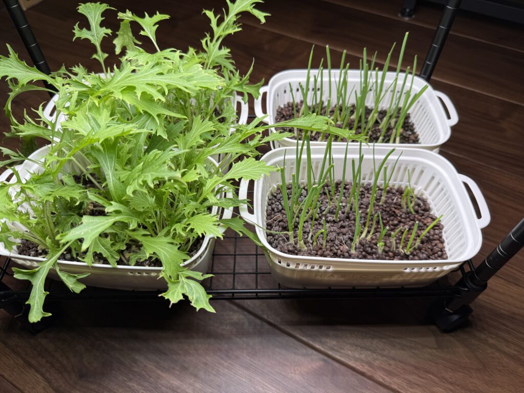 九条ネギ収穫4日後