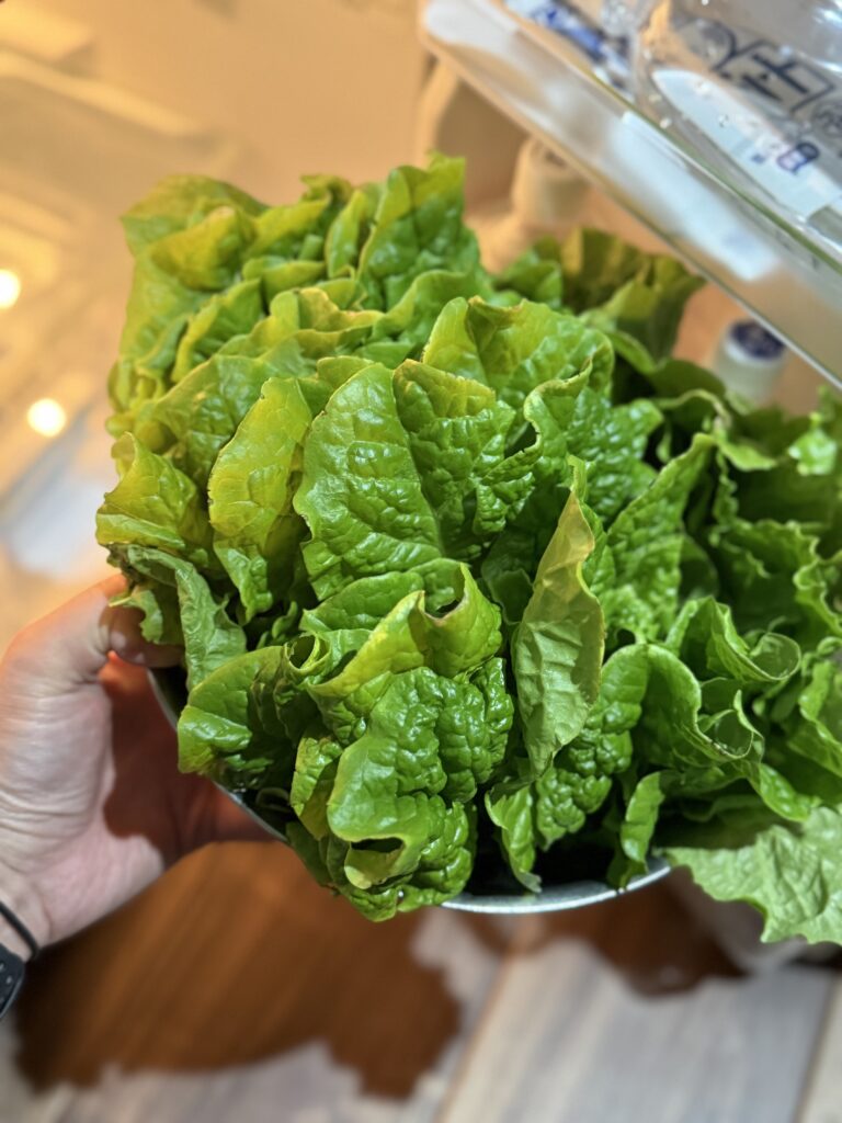 室内水耕栽培で収穫した大量のサンチュ150枚